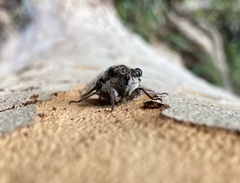 Cicada orni