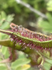 Robinia viscosa hartwigii
