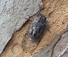 Cicada orni