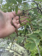 Robinia viscosa hartwigii