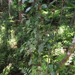 Helicia rengetiensis