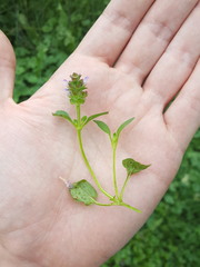 Prunella vulgaris vulgaris