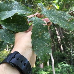 Helicia rengetiensis
