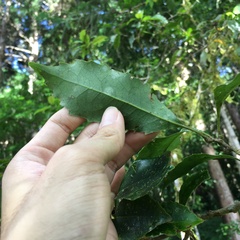 Helicia rengetiensis