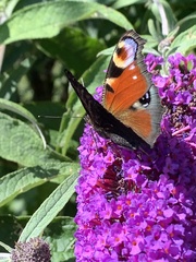 Aglais io