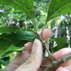 Helicia rengetiensis