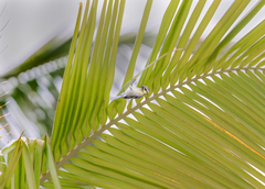 Machlolophus aplonotus