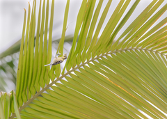 Machlolophus aplonotus