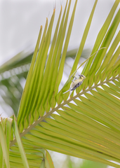 Machlolophus aplonotus