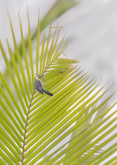 Machlolophus aplonotus