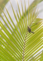 Machlolophus aplonotus