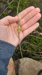 Schoenoplectus torreyi