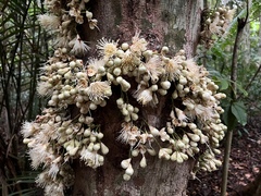 Syzygium cormiflorum
