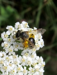 Andrena denticulata