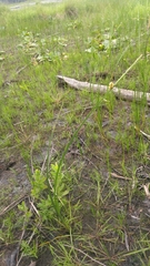 Schoenoplectus torreyi