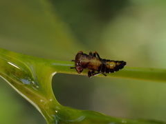 Rhytidodus decimusquartus
