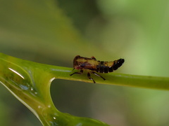 Rhytidodus decimusquartus