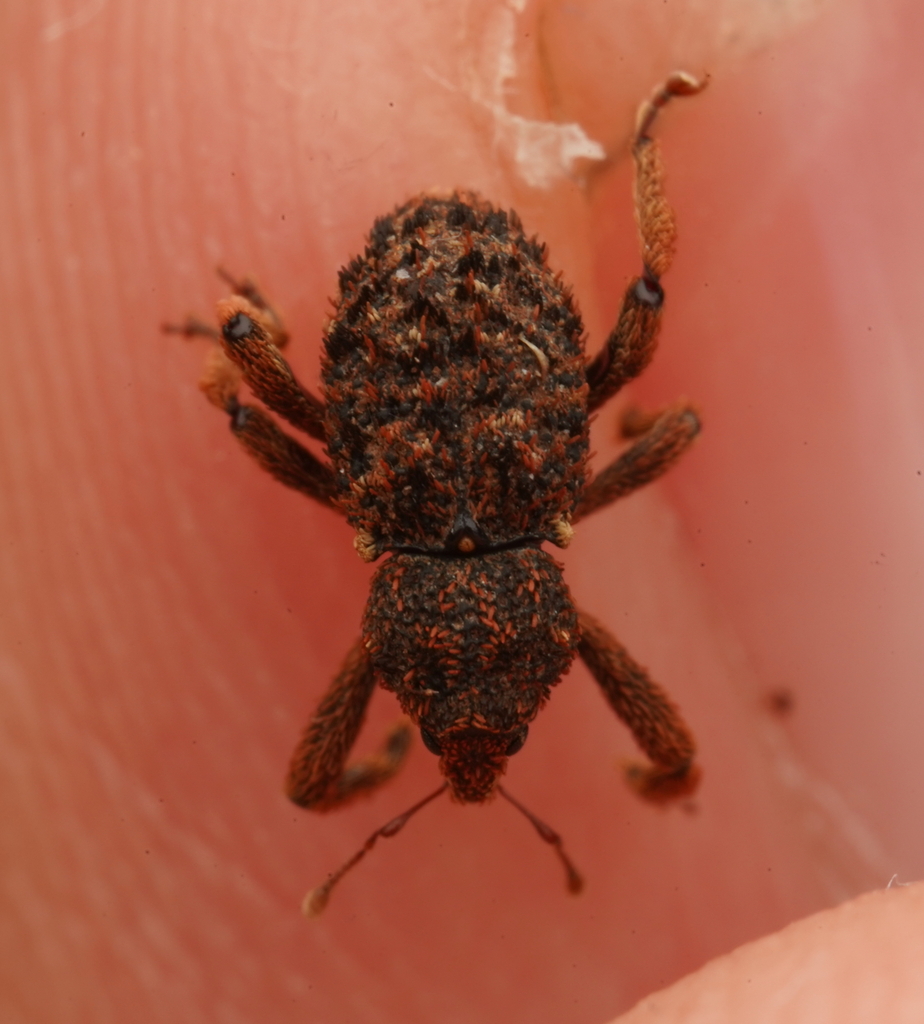 Ophrythyreocis