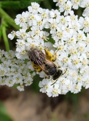 Andrena denticulata