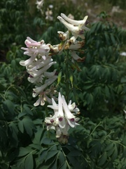 Corydalis caseana brandegeei