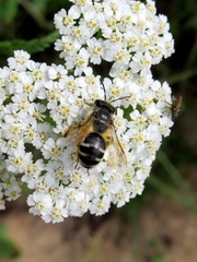 Andrena denticulata