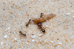 Pheidole