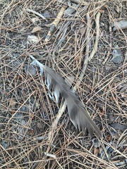 Accipiter nisus