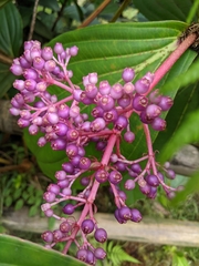Medinilla cummingii