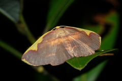 Nothomiza flavicosta