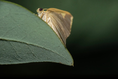 Nothomiza flavicosta