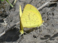 Eurema desjardinsii