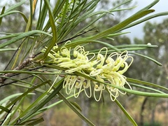 Grevillea parallela