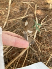 Athene noctua