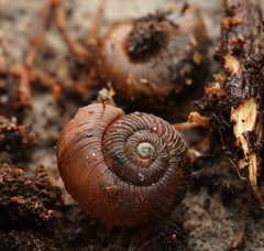 Stenacapha hamiltoni