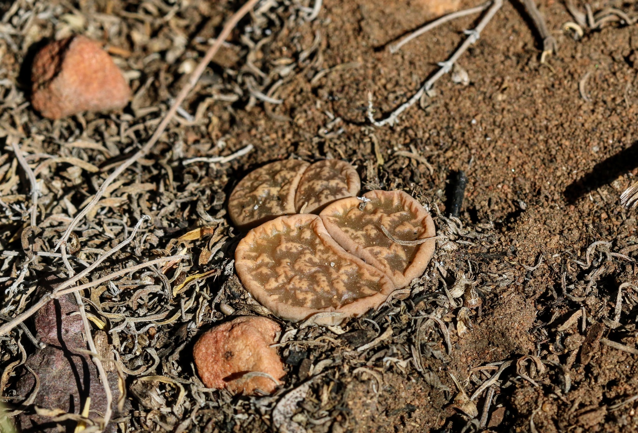 Lithops lesliei subs. burchellii C302 South Africa