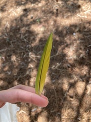 Psittacula krameri