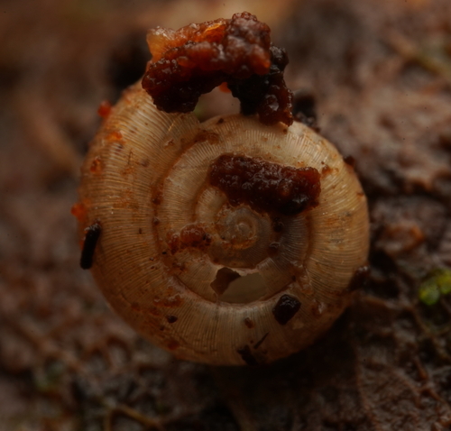 Tasmathera limula observed 2022-07-12