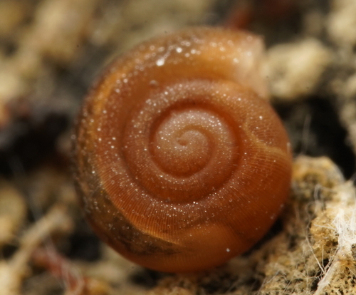 Tasmathera limula observed 2022-07-12