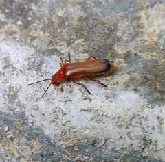 Ancistronycha erichsonii