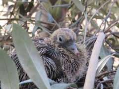 Patagioenas maculosa