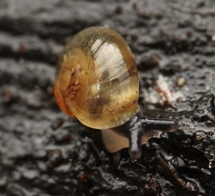 Prolesophanta nelsonensis