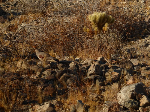 iNaturalist observation photo of Gambel's Quail