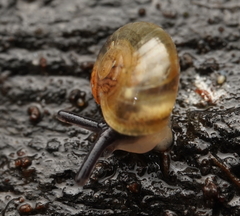 Prolesophanta nelsonensis