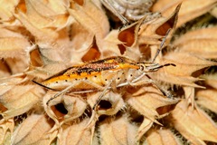 Agonoscelis longirostris