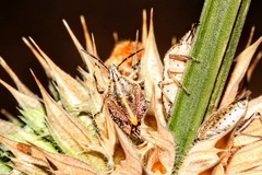 Agonoscelis longirostris