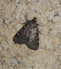 Aglossa pinguinalis