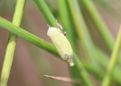 Diplocolenus