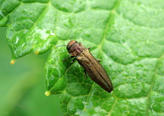 Agrilus cuprescens