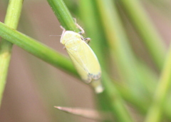 Diplocolenus