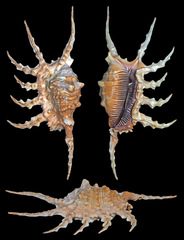 Lambis scorpius